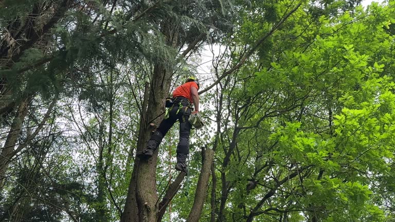 How Our Tree Care Process Works  in North Pekin, IL